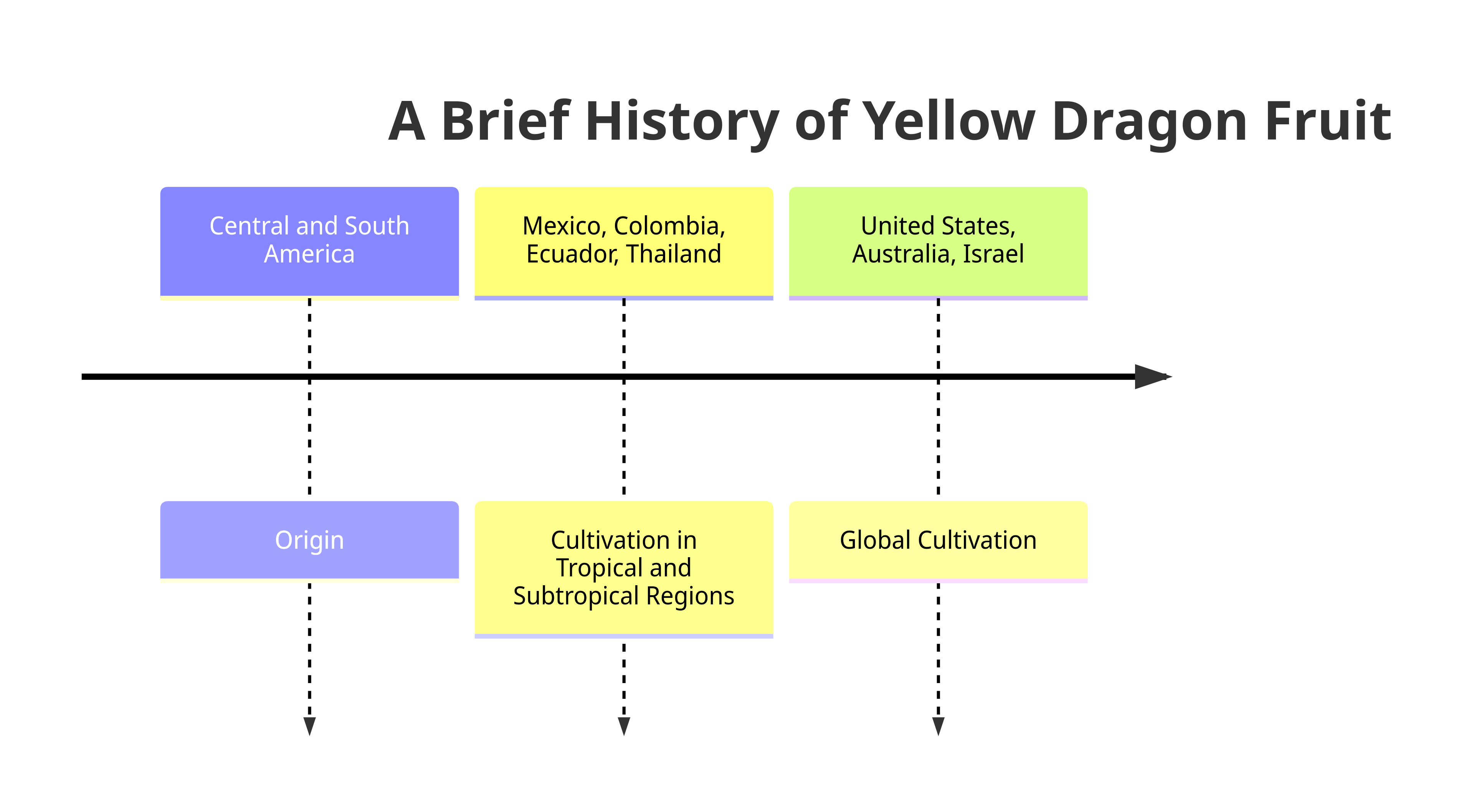 A Brief History of Yellow Dragon Fruit